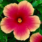 Go Rent A Car Maui discount code